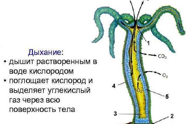 Кракен зеркало рабочее kr2web in